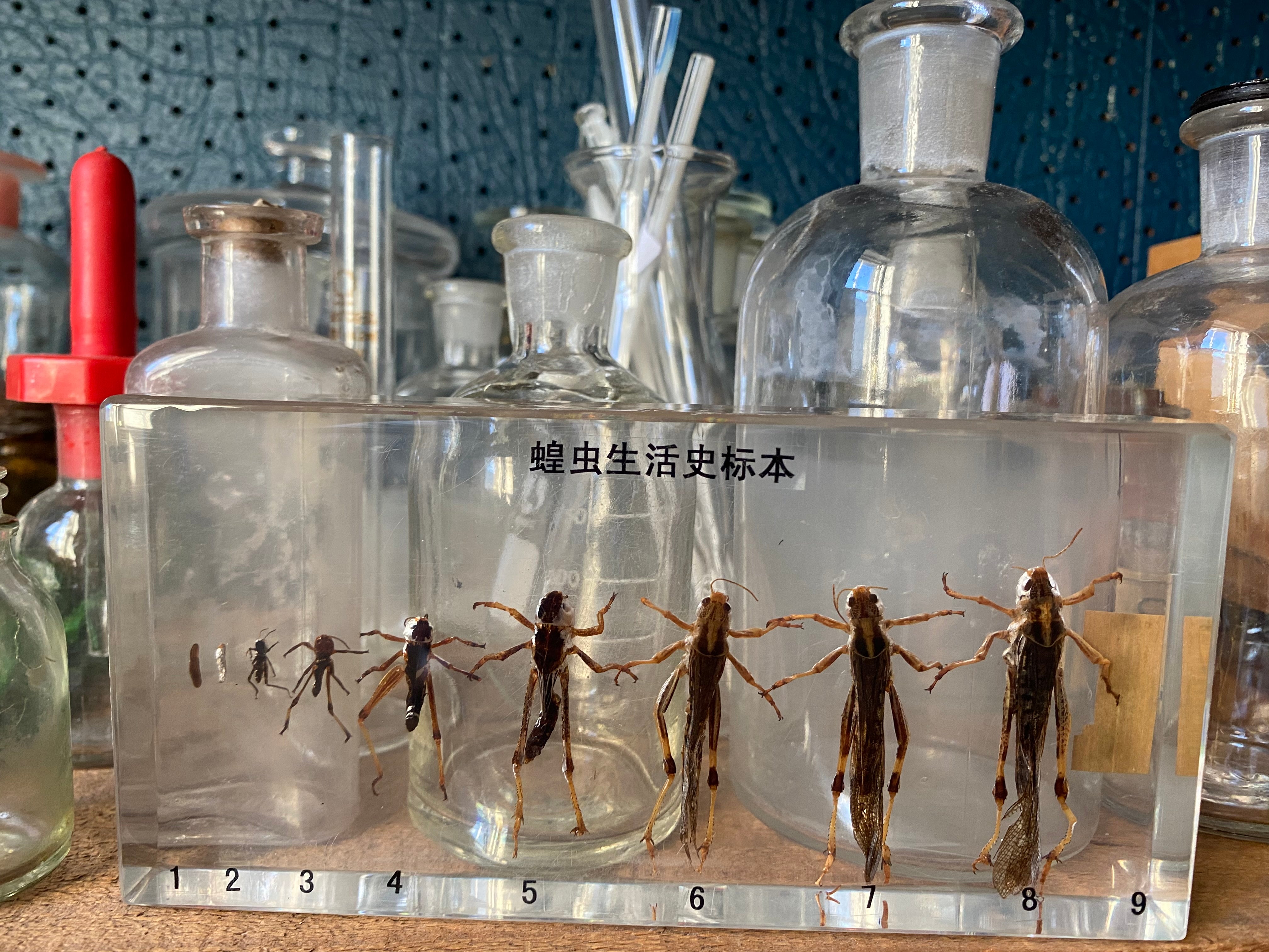 Preserved Life-Cycle Of Locust Insect